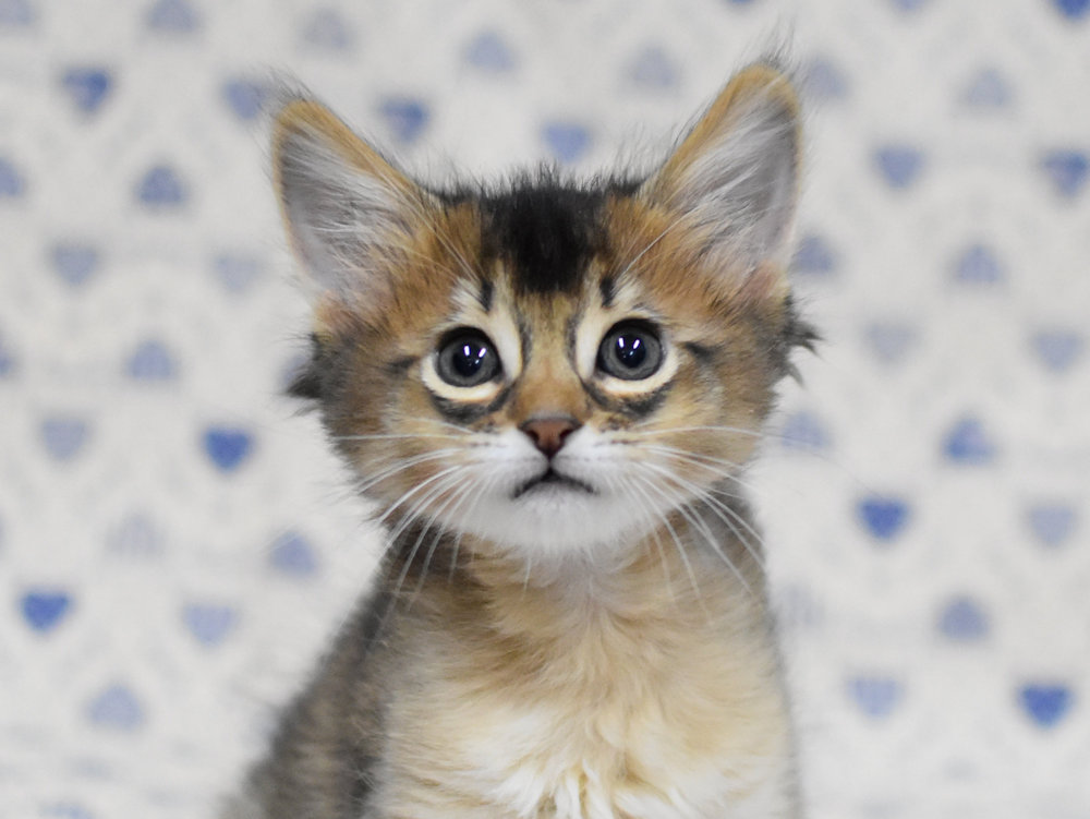 ソマリ　ルディ　めす　（２５年１０月９日生れ）